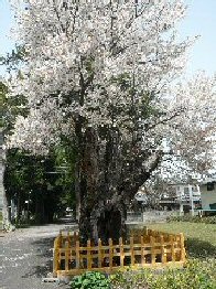 茨城県最大の山桜